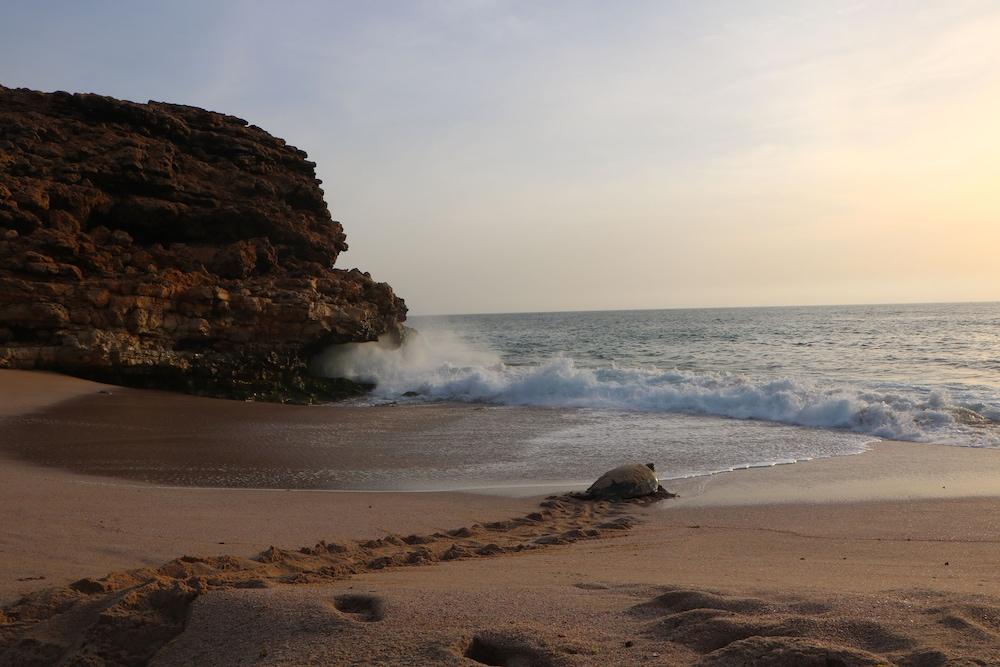 Ras Al Jinz Turtle Reserve Al Hadd Bagian luar foto