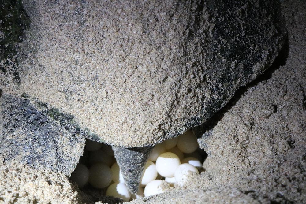 Ras Al Jinz Turtle Reserve Al Hadd Bagian luar foto