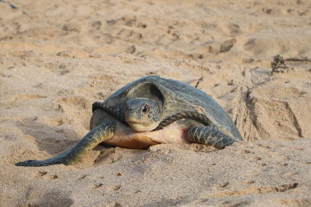 Ras Al Jinz Turtle Reserve Al Hadd Bagian luar foto