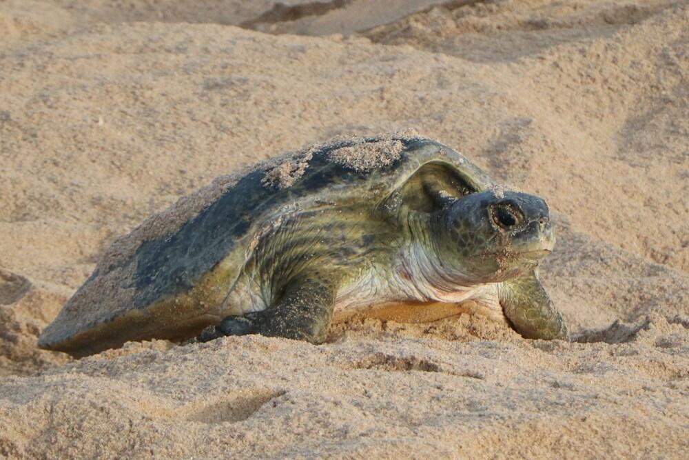 Ras Al Jinz Turtle Reserve Al Hadd Bagian luar foto