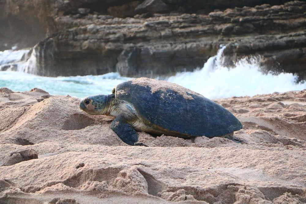 Ras Al Jinz Turtle Reserve Al Hadd Bagian luar foto