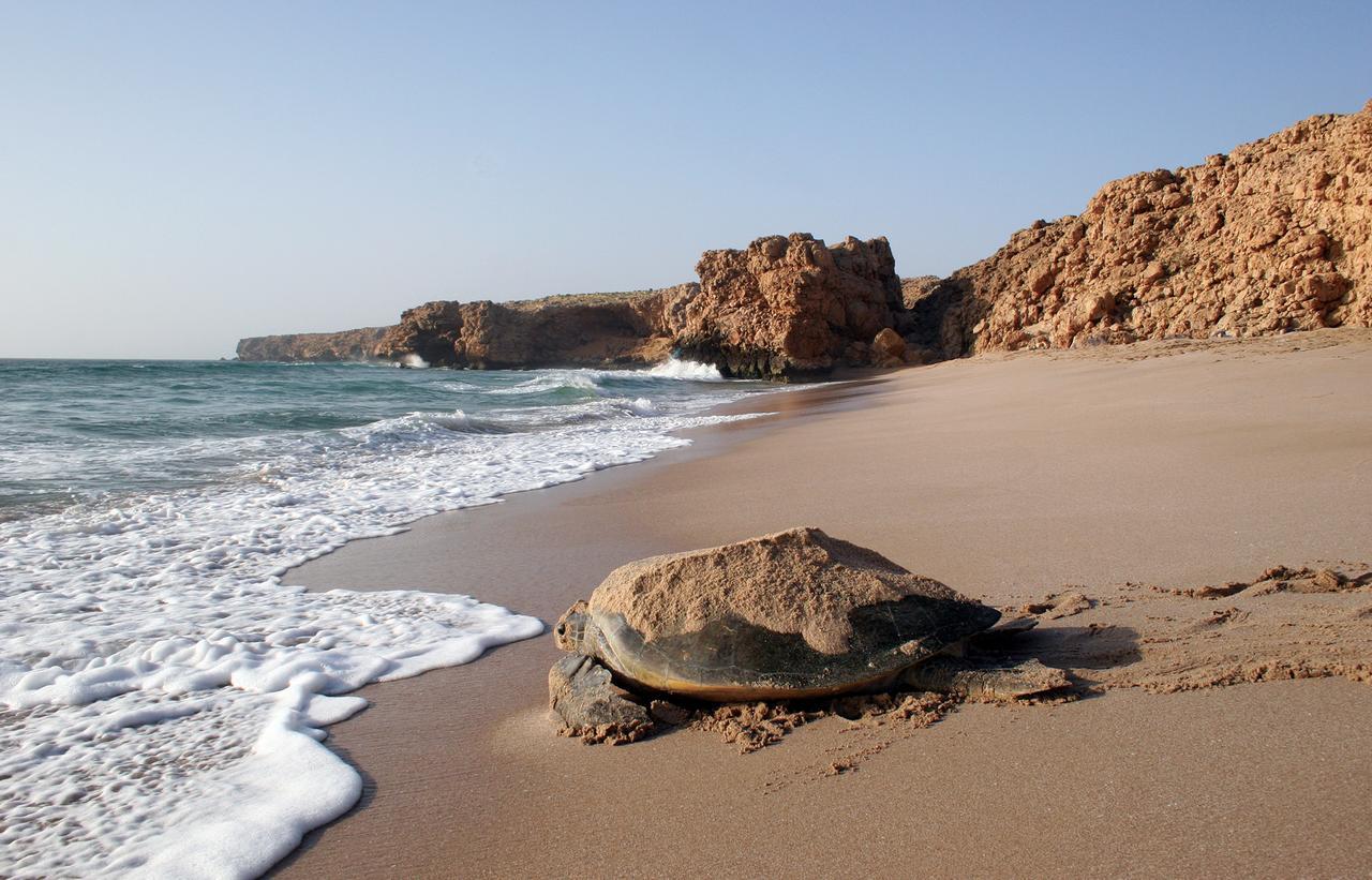 Ras Al Jinz Turtle Reserve Al Hadd Bagian luar foto